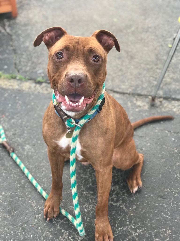 Enlarge Nugget, a Adoptable mixed breed in Utica, MI image 1/6