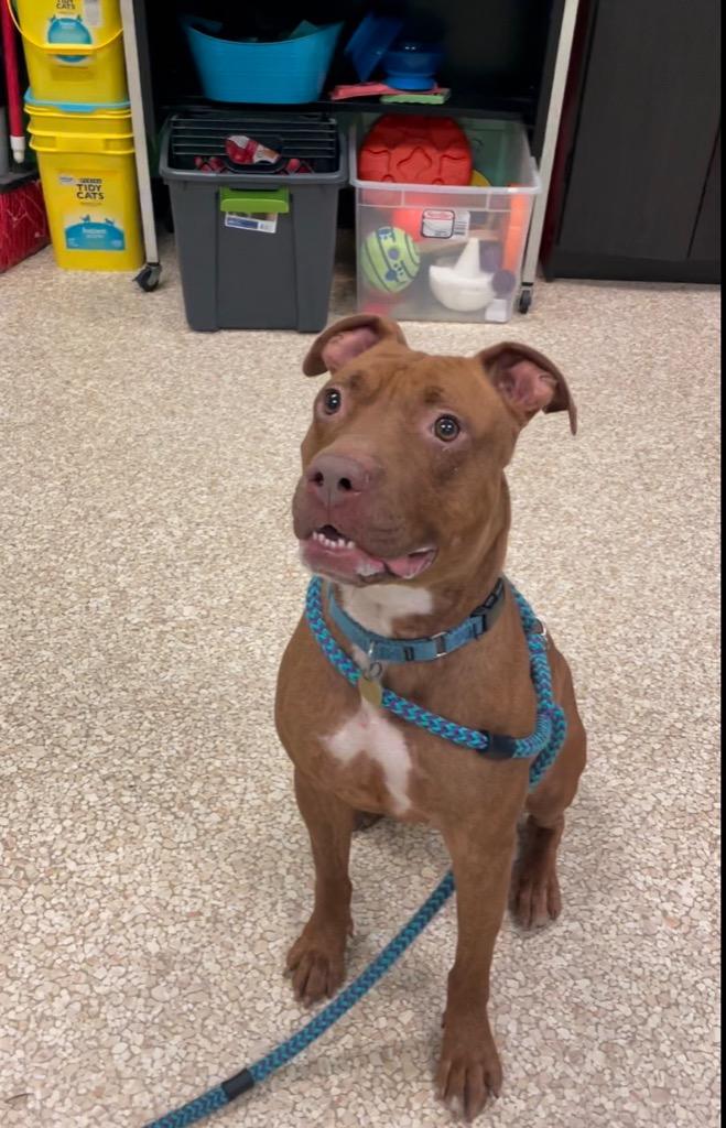 Enlarge Nugget, a Adoptable mixed breed in Utica, MI image 4/6