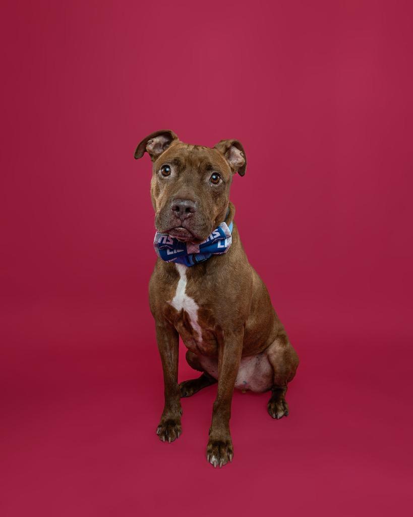 Nugget, Adoptable, Senior Male American Staffordshire Terrier & Mixed Breed.