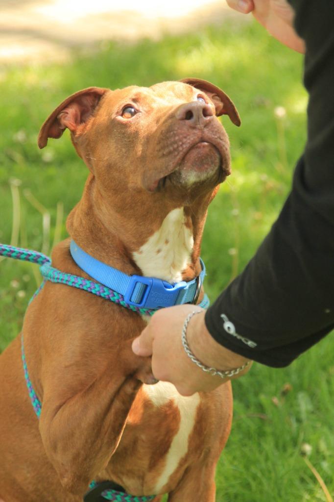 Nugget, a Adoptable mixed breed in Utica, MI image 2/6