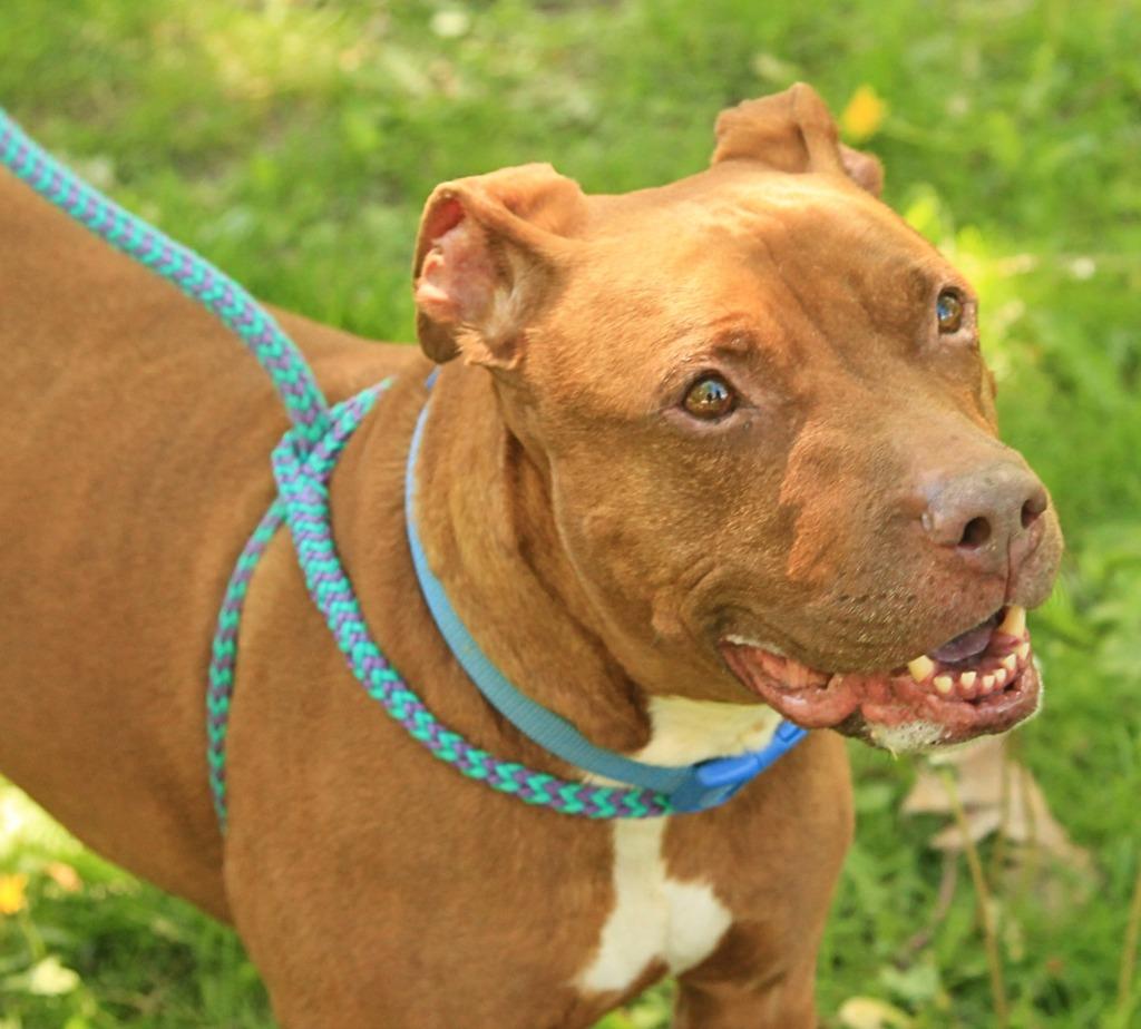 Nugget, a Adoptable mixed breed in Utica, MI image 3/6