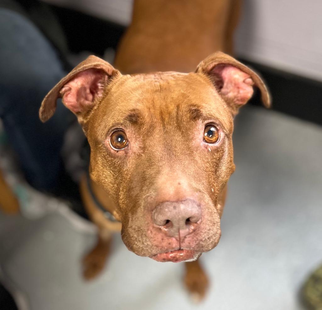 Enlarge Nugget, a Adoptable mixed breed in Utica, MI image 2/6