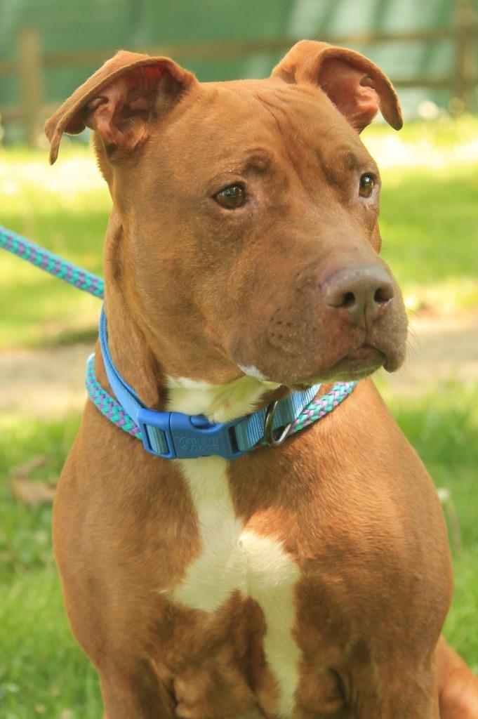 Nugget, a Adoptable mixed breed in Utica, MI image 4/6
