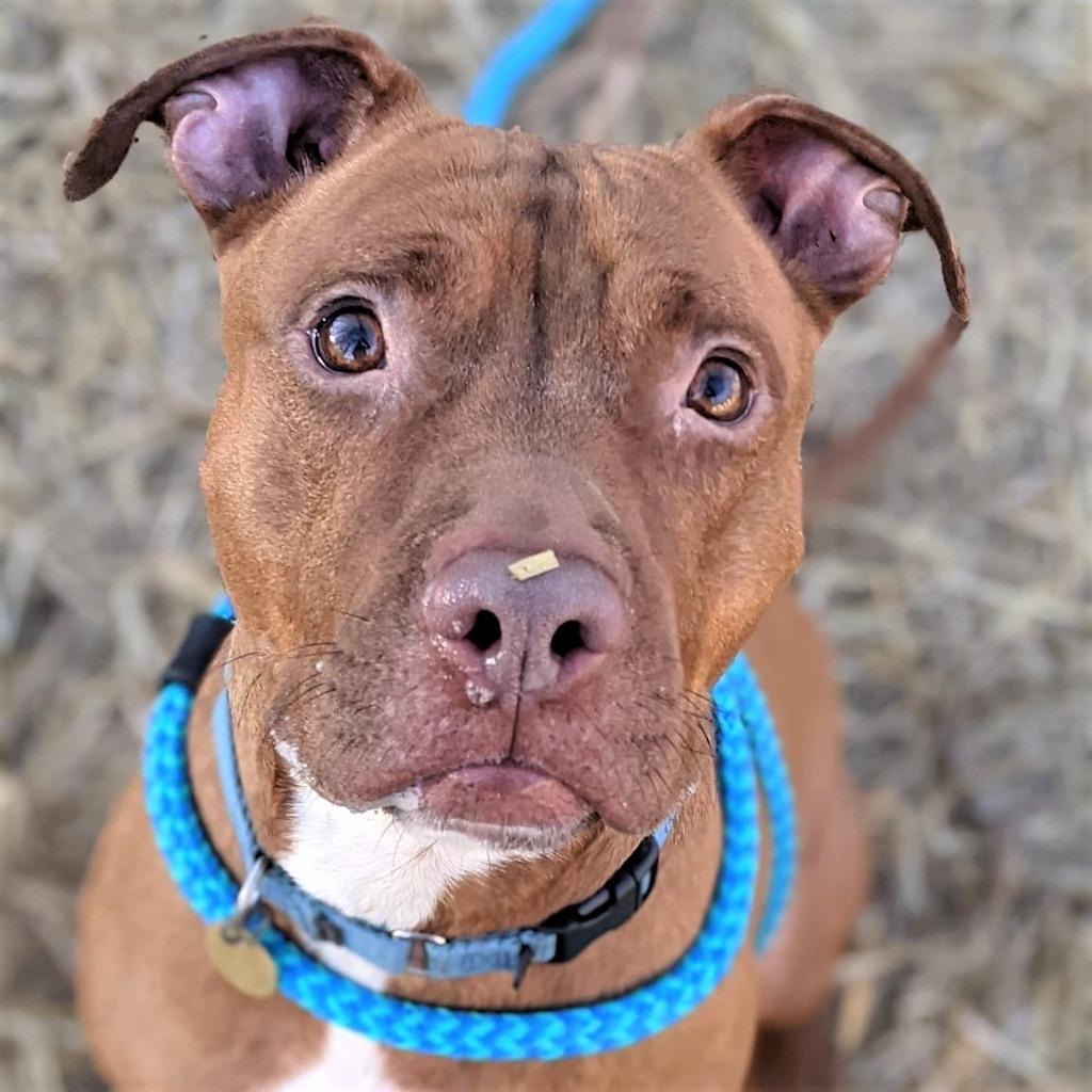 Enlarge Nugget, a Adoptable mixed breed in Utica, MI image 2/6