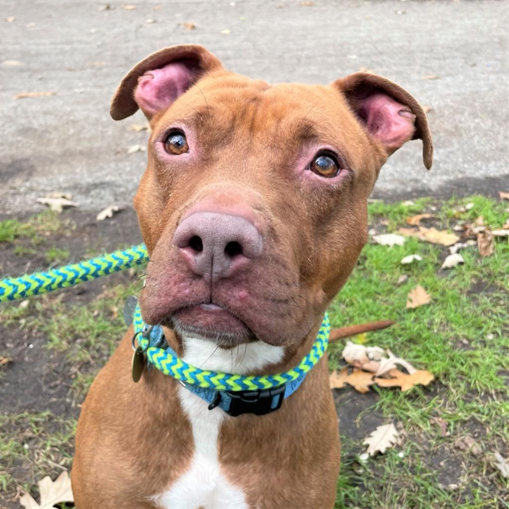 Enlarge Nugget, a Adoptable mixed breed in Utica, MI image 5/6