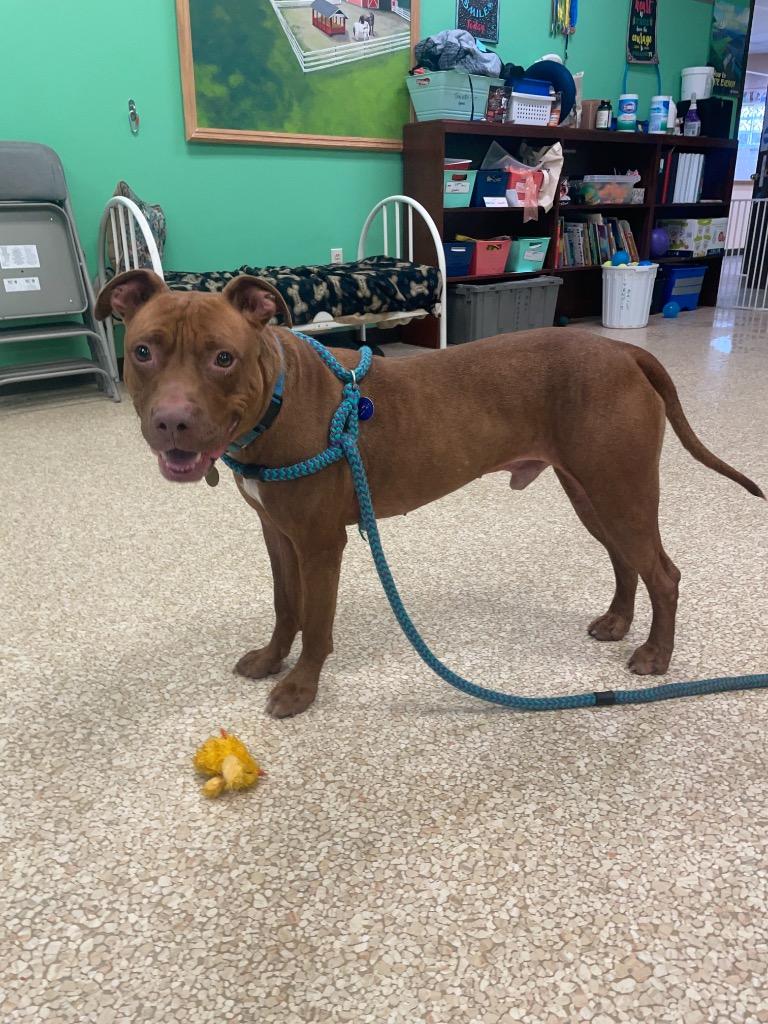 Enlarge Nugget, a Adoptable mixed breed in Utica, MI image 6/6