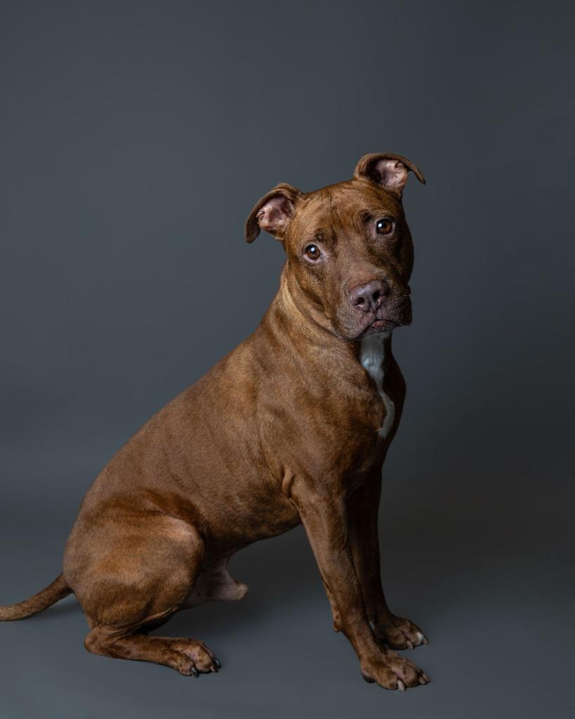 Nugget, a Adoptable mixed breed in Utica, MI image 5/6