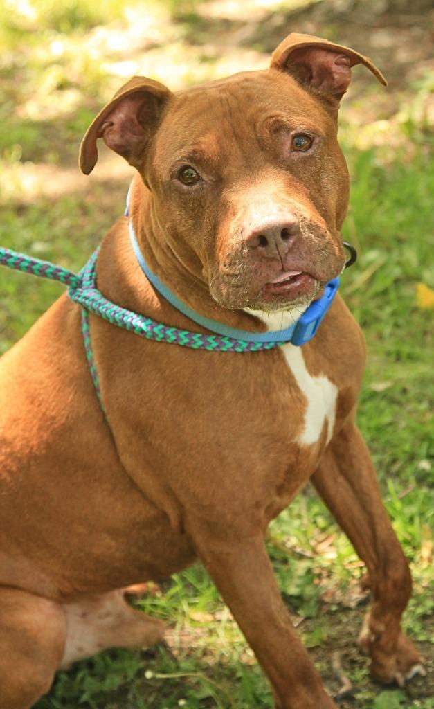 Nugget, a Adoptable mixed breed in Utica, MI image 6/6