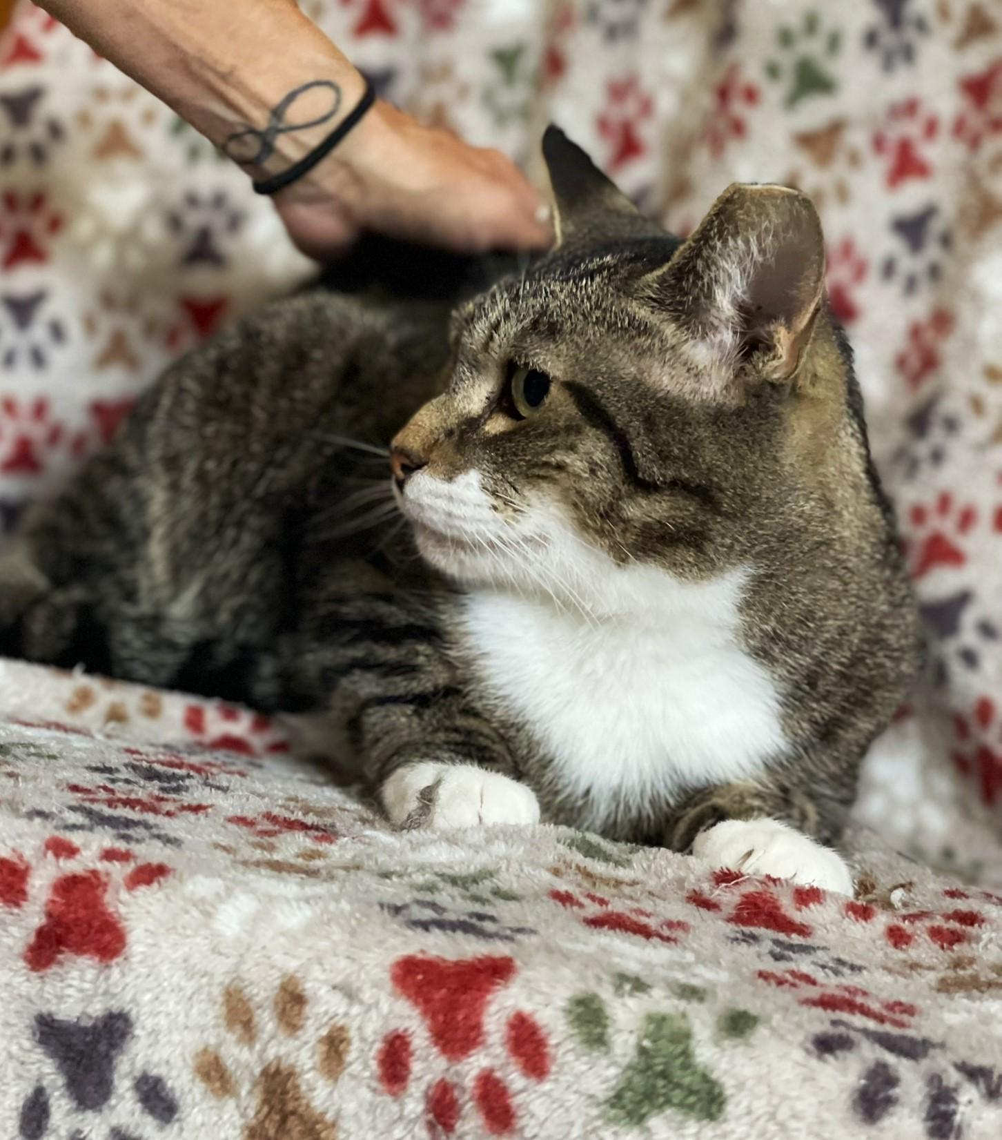 Whiz - COURTESY POST, a Adoptable Tabby in Taylor, MI image 1/5