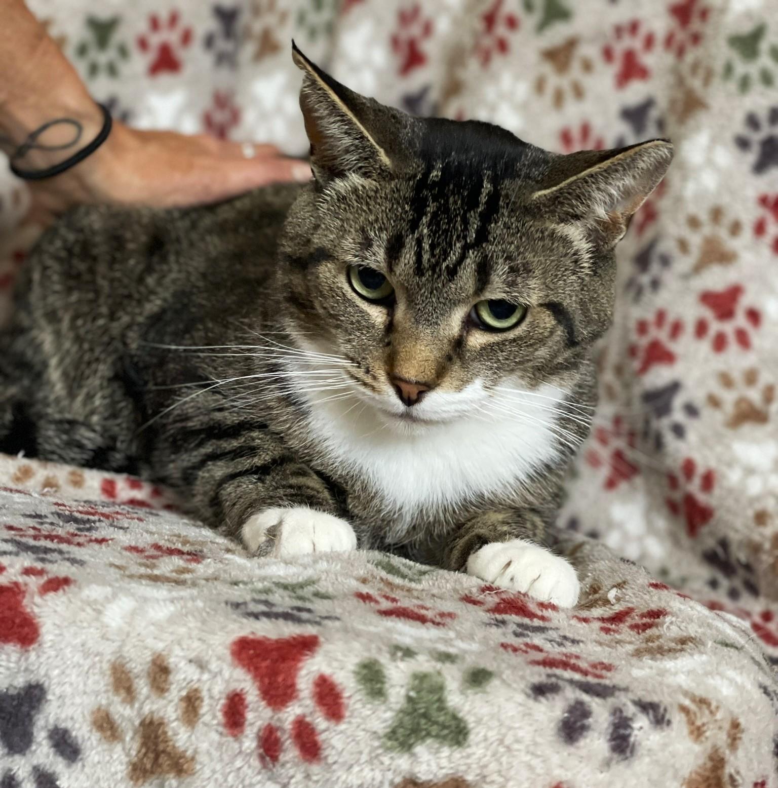 Whiz - COURTESY POST, a Adoptable Tabby in Taylor, MI image 2/5