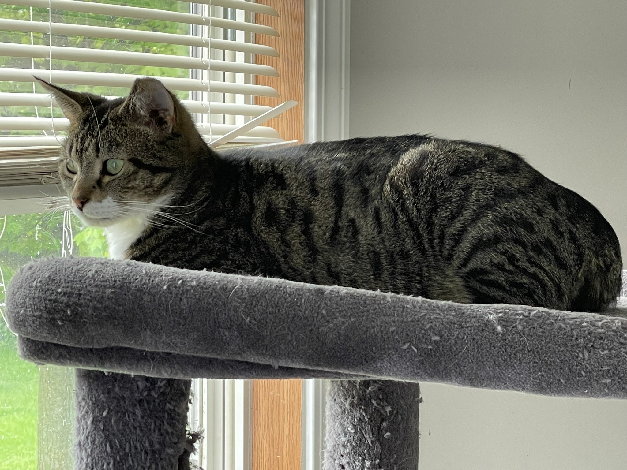 Whiz - COURTESY POST, a Adoptable Tabby in Taylor, MI image 4/5