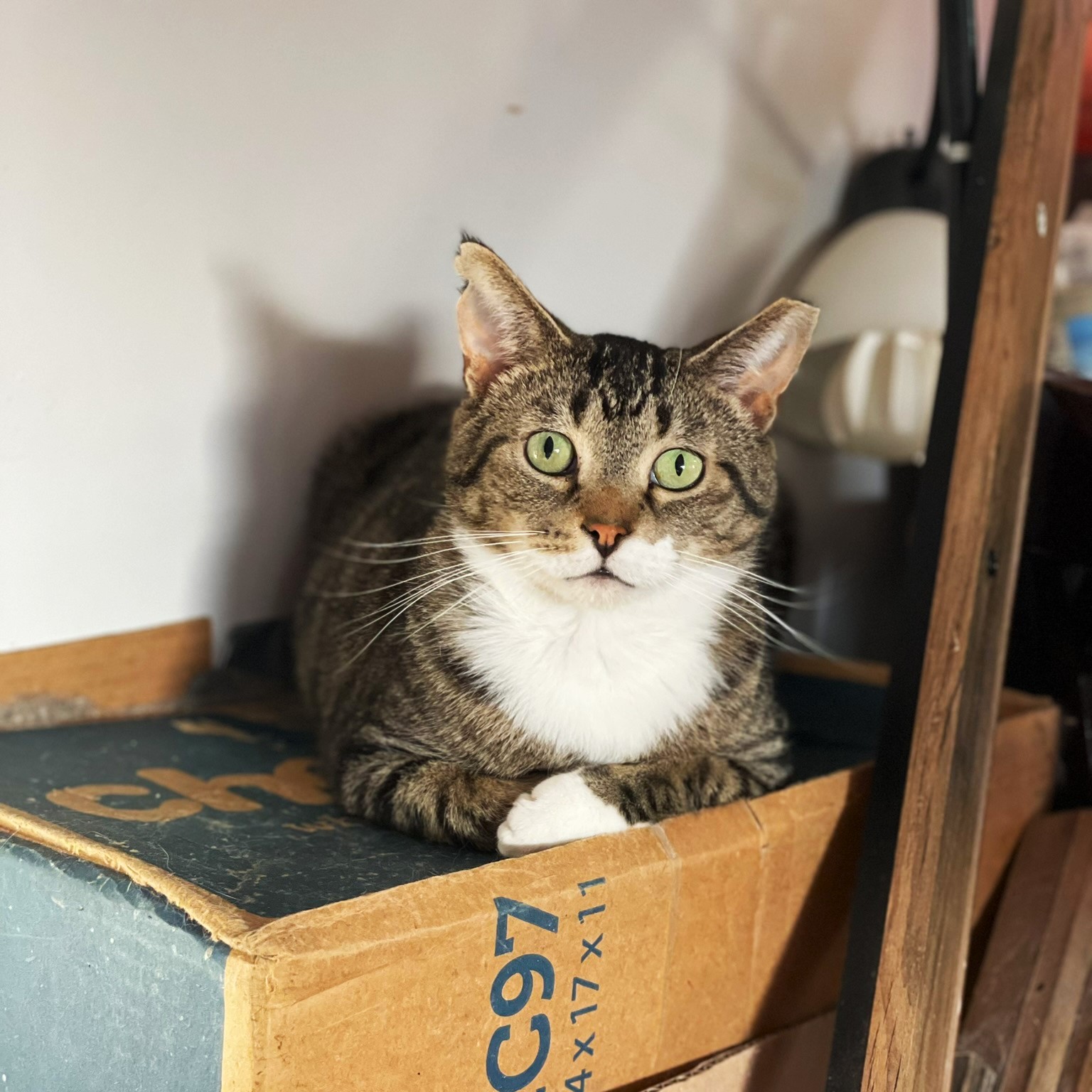 Whiz - COURTESY POST, a Adoptable Tabby in Taylor, MI image 5/5