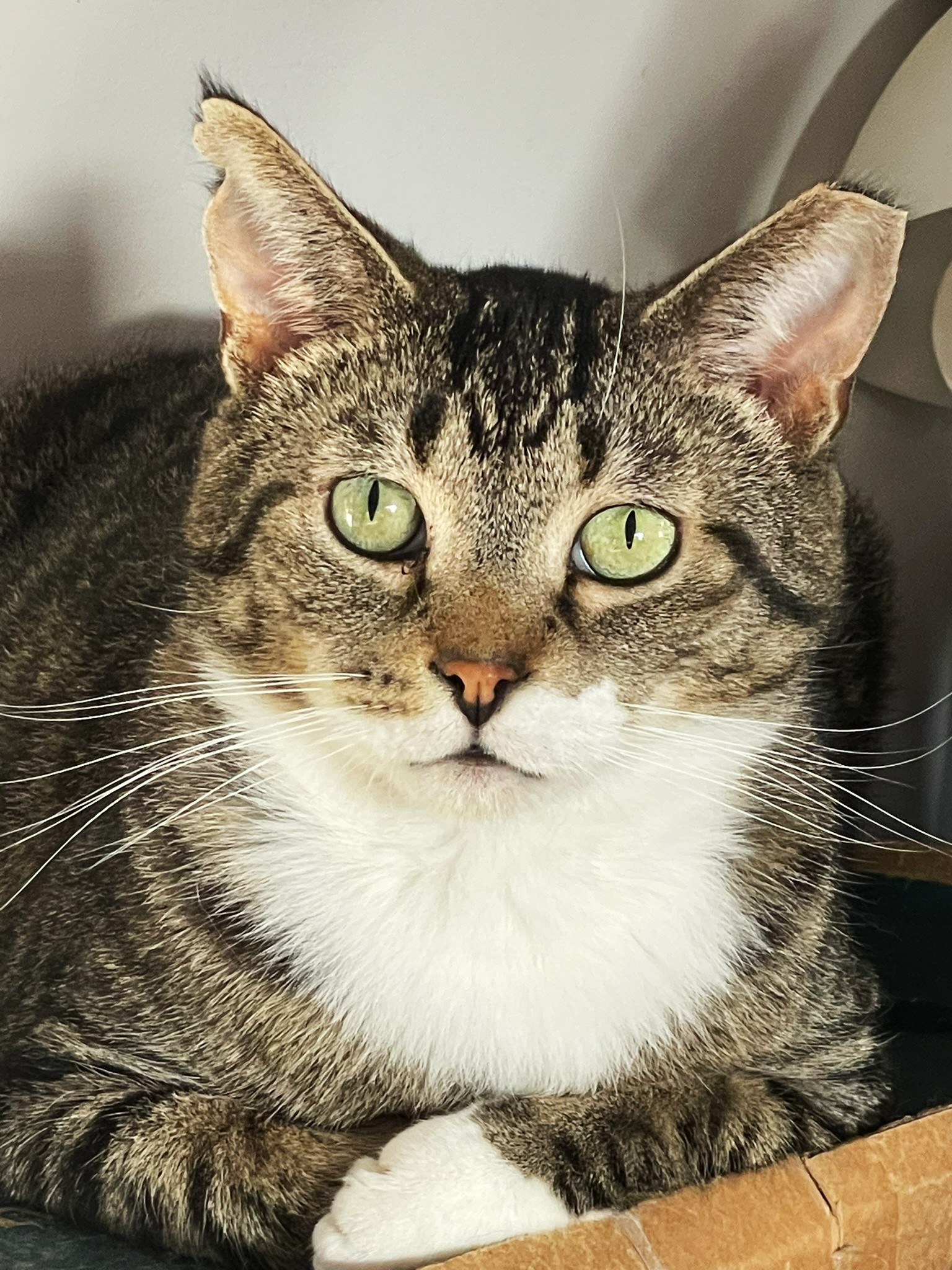 Whiz - COURTESY POST, a Adoptable Tabby in Taylor, MI image 3/5
