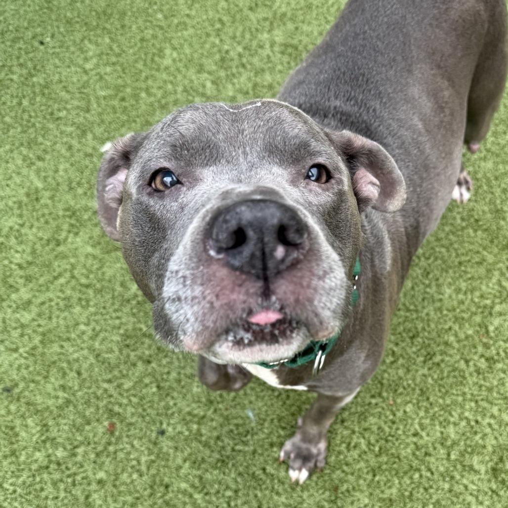 Enlarge Lala, a Adoptable Mixed Breed in Greensboro, NC image 1/6