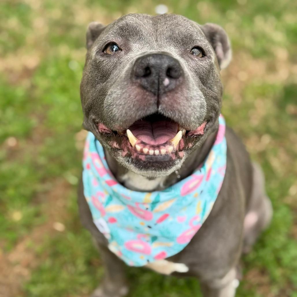 Enlarge Lala, a Adoptable Mixed Breed in Greensboro, NC image 2/6