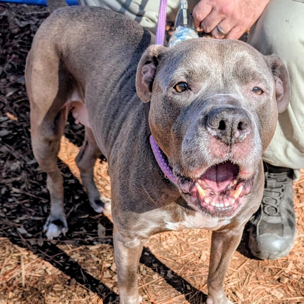 Enlarge Lala, a Adoptable Mixed Breed in Greensboro, NC image 3/6