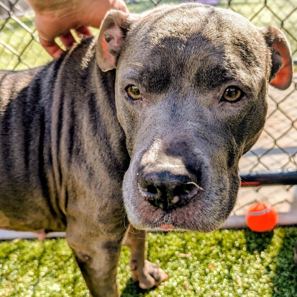 Enlarge Lala, a Adoptable Mixed Breed in Greensboro, NC image 4/6
