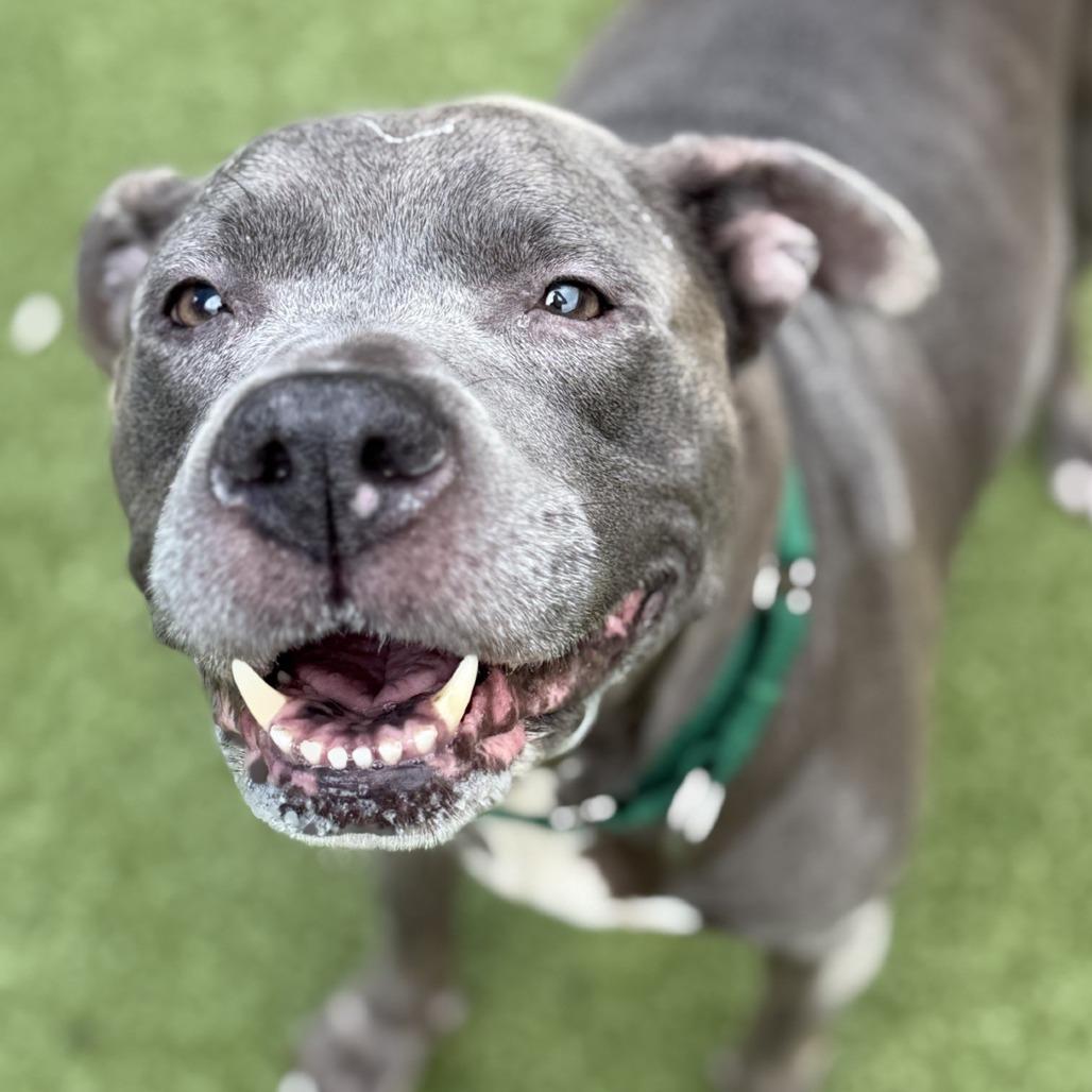 Enlarge Lala, a Adoptable Mixed Breed in Greensboro, NC image 5/6