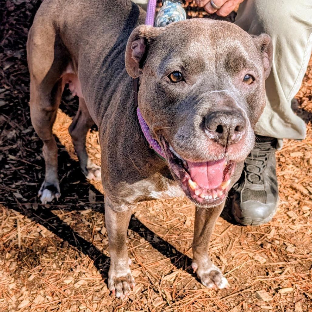 Enlarge Lala, a Adoptable Mixed Breed in Greensboro, NC image 6/6