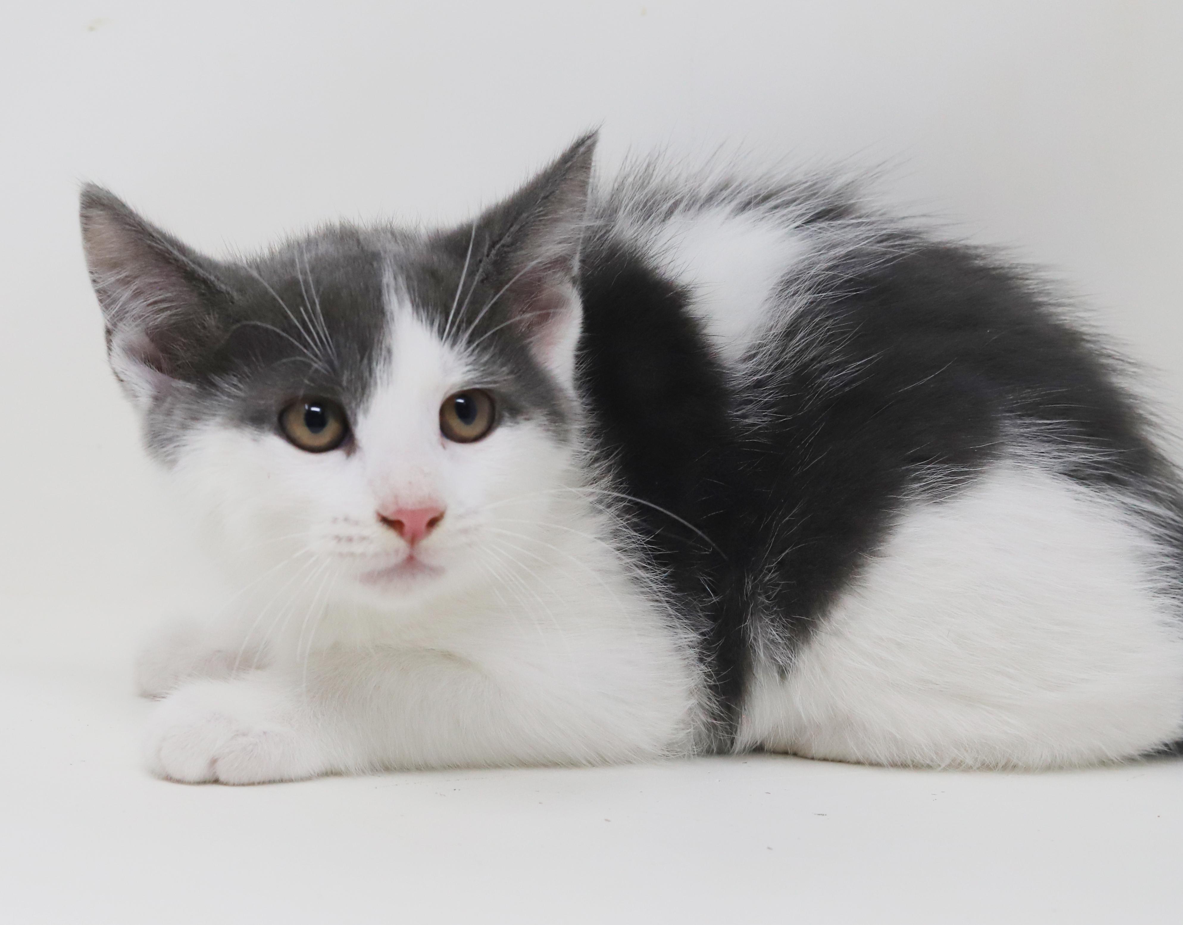 Summer will warm your heart year round!  Poofy too!, an adoptable Turkish Van, Ragdoll in Bedford Hills, NY, 10507 | Photo Image 5