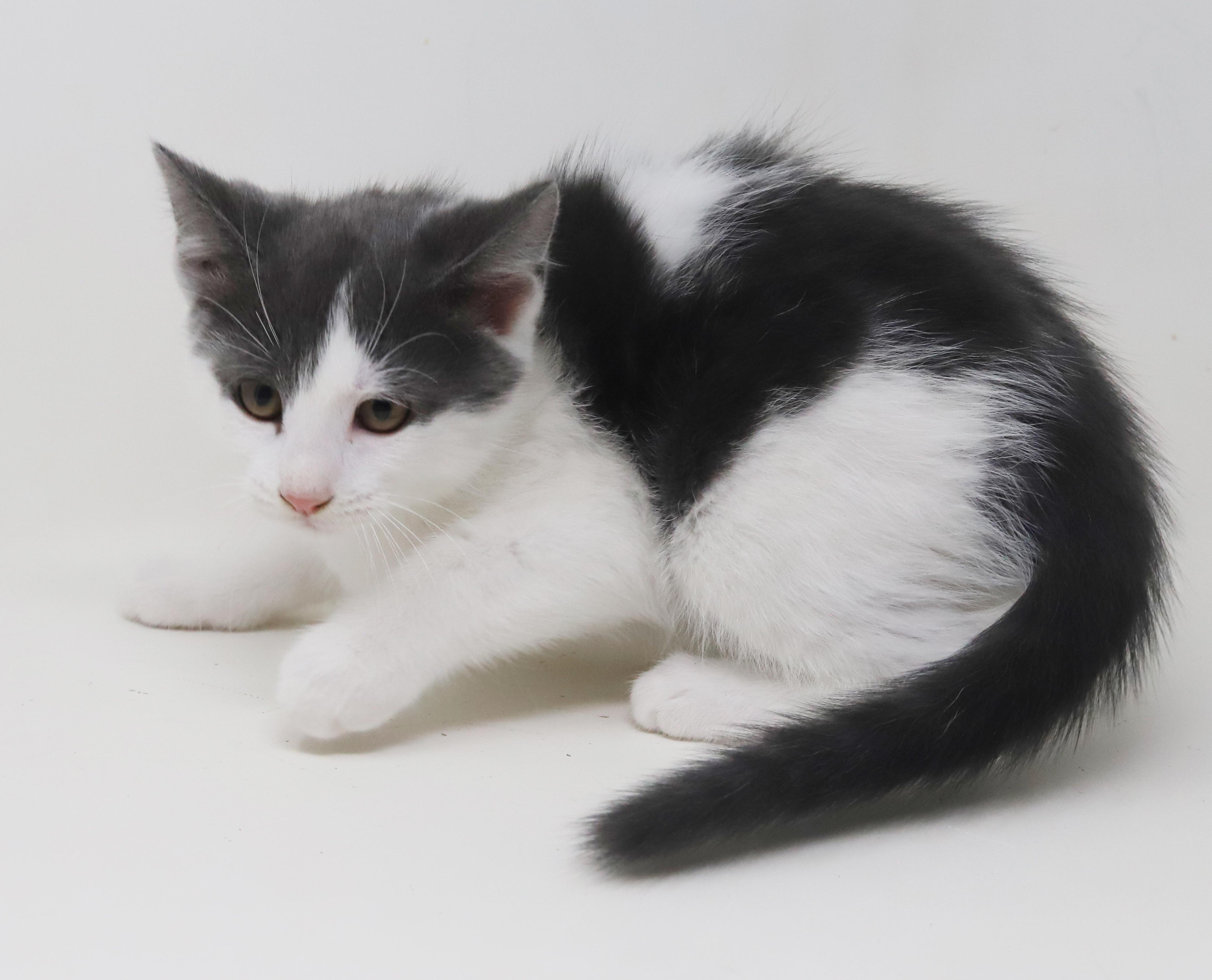 Summer will warm your heart year round!  Poofy too!, an adoptable Turkish Van, Ragdoll in Bedford Hills, NY, 10507 | Photo Image 3