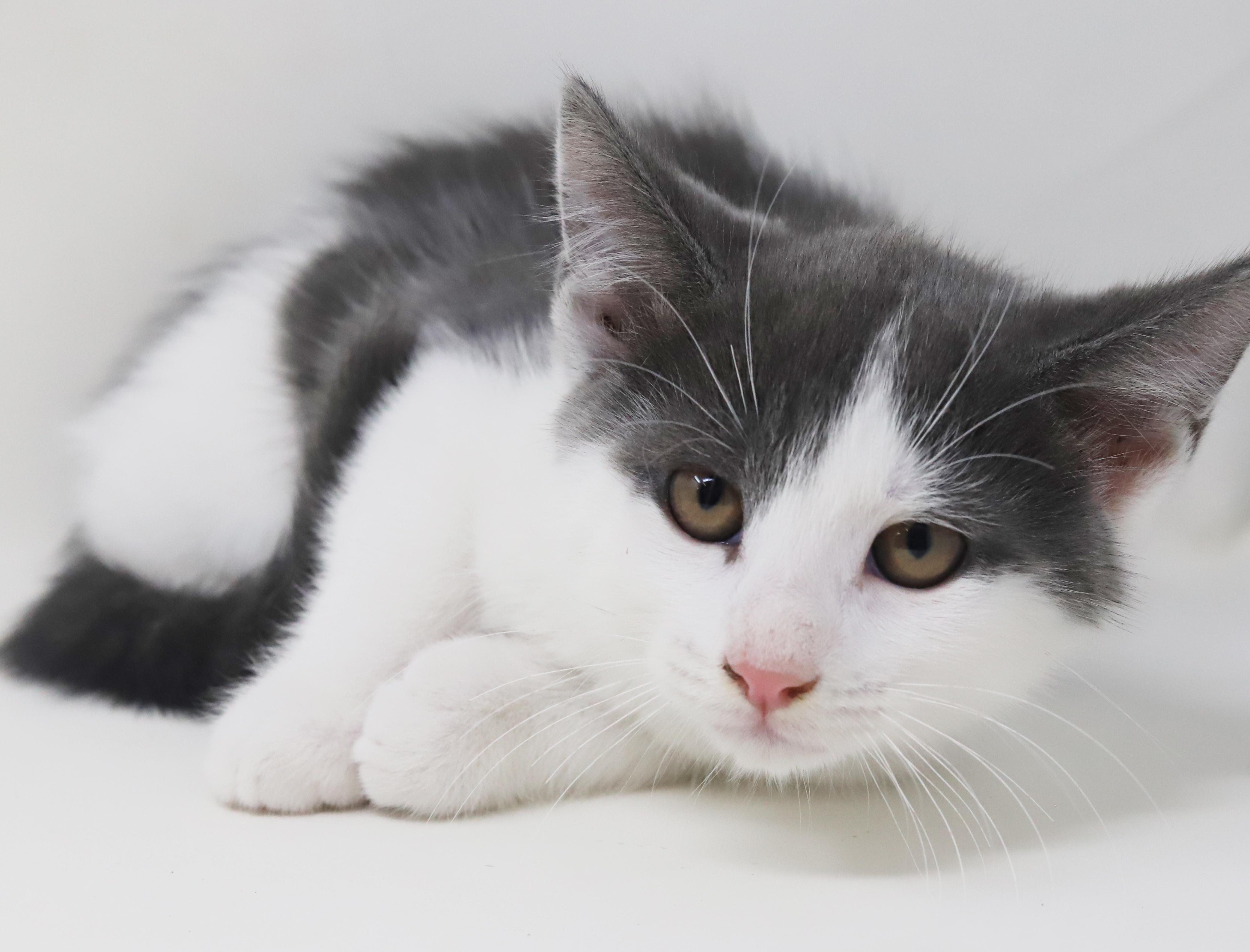 Summer will warm your heart year round!  Poofy too!, an adoptable Turkish Van, Ragdoll in Bedford Hills, NY, 10507 | Photo Image 6