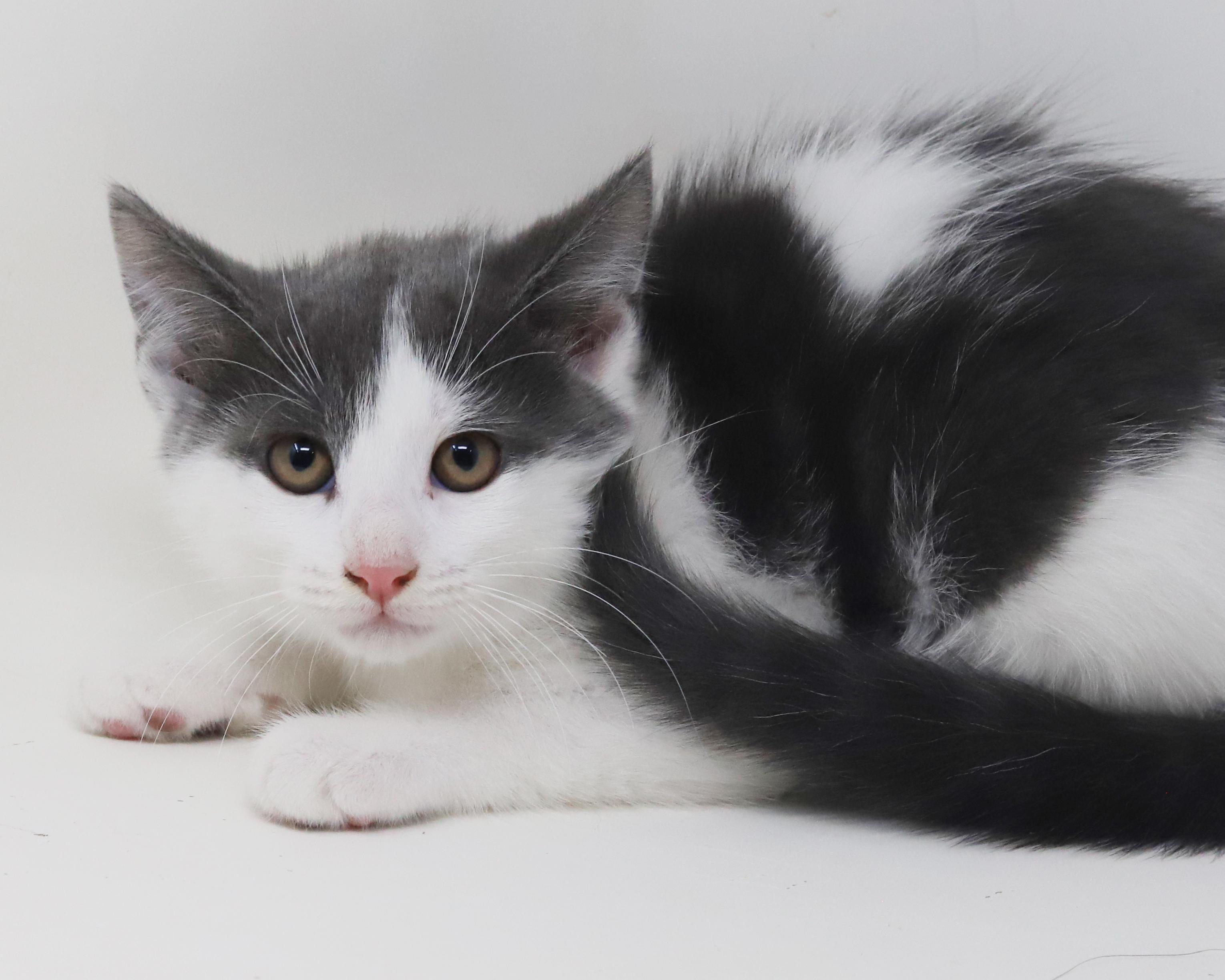 Summer will warm your heart year round!  Poofy too!, an adoptable Turkish Van, Ragdoll in Bedford Hills, NY, 10507 | Photo Image 1