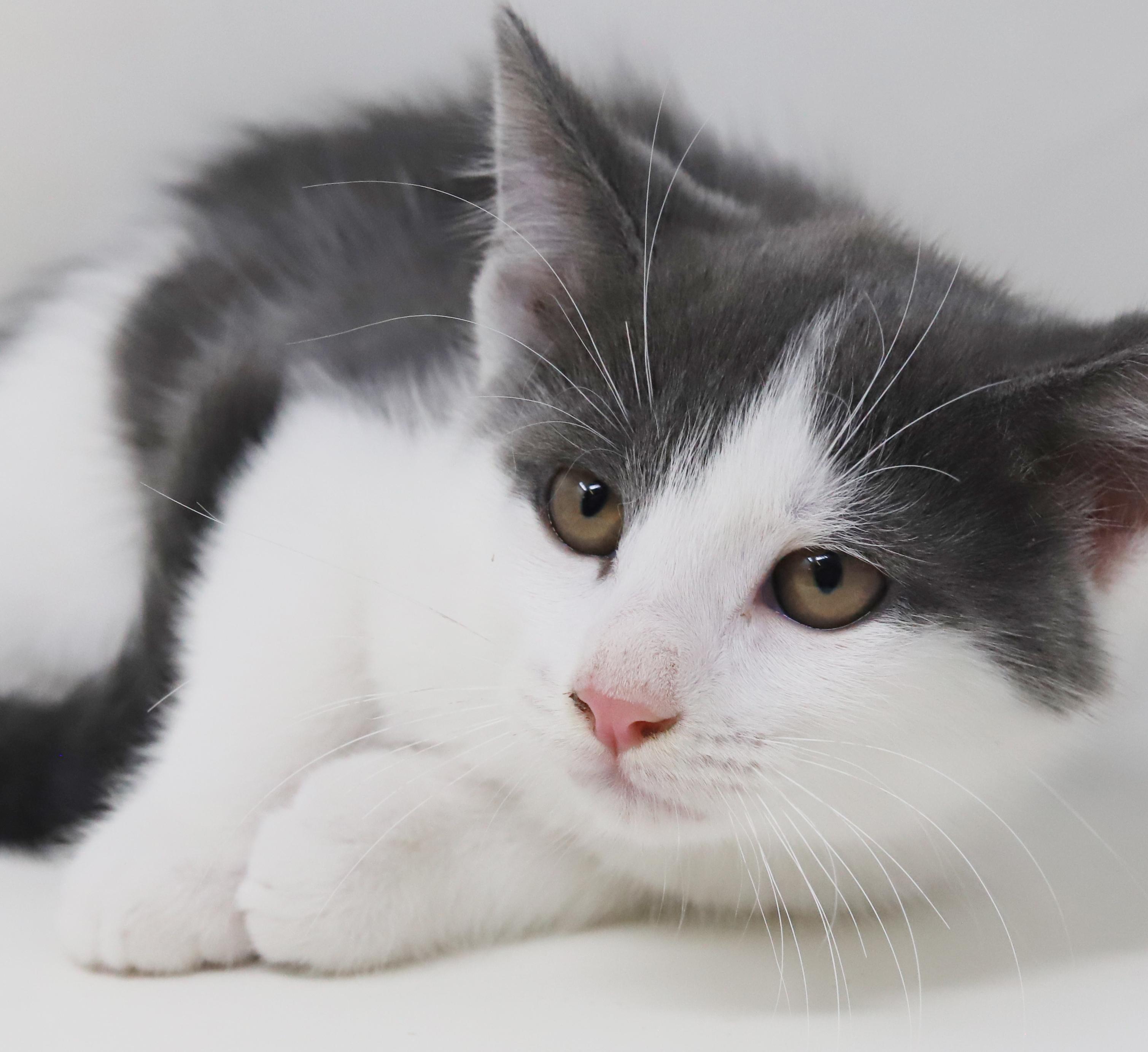 Summer will warm your heart year round!  Poofy too!, an adoptable Turkish Van, Ragdoll in Bedford Hills, NY, 10507 | Photo Image 2