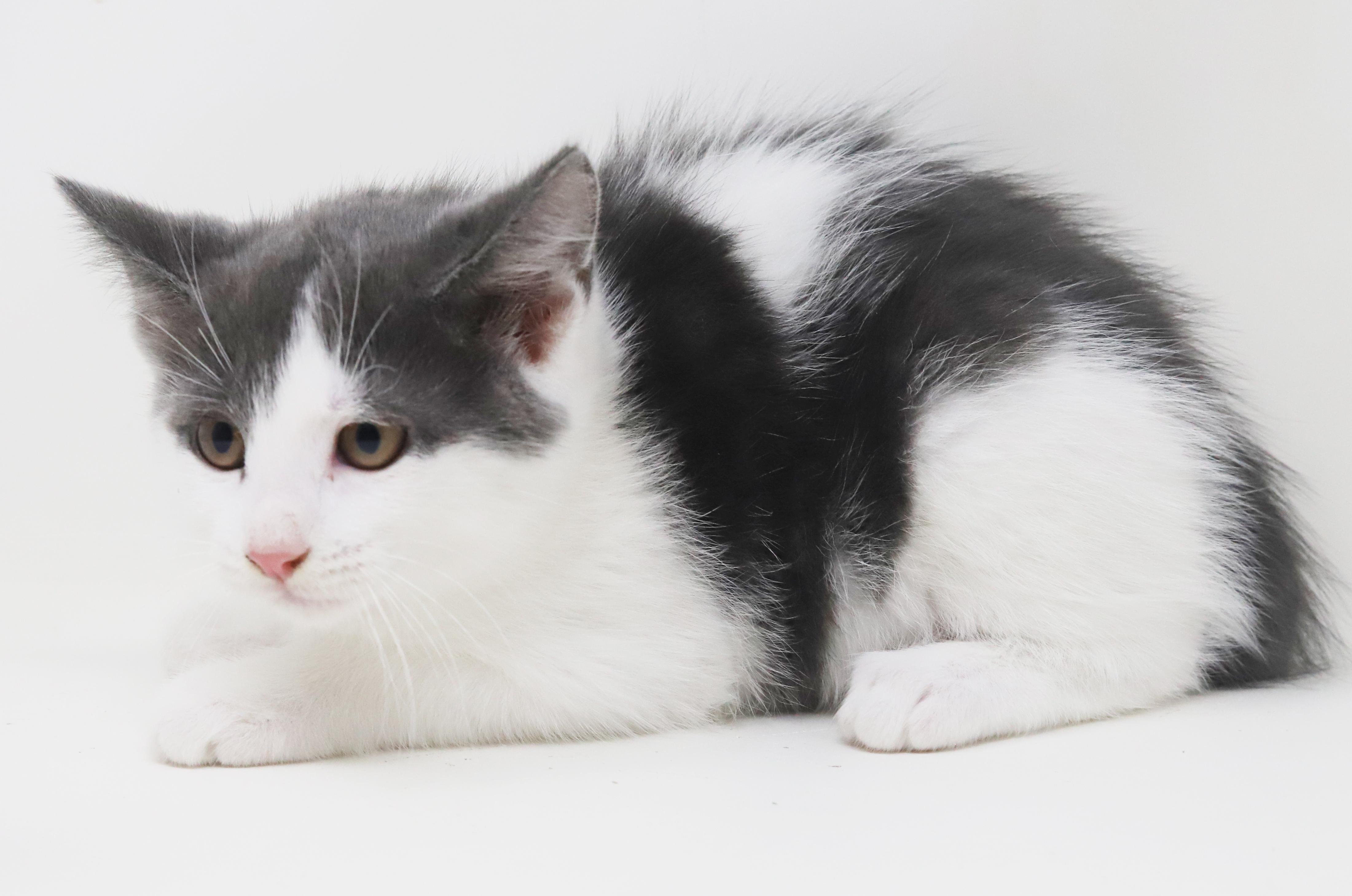 Summer will warm your heart year round!  Poofy too!, an adoptable Turkish Van, Ragdoll in Bedford Hills, NY, 10507 | Photo Image 4