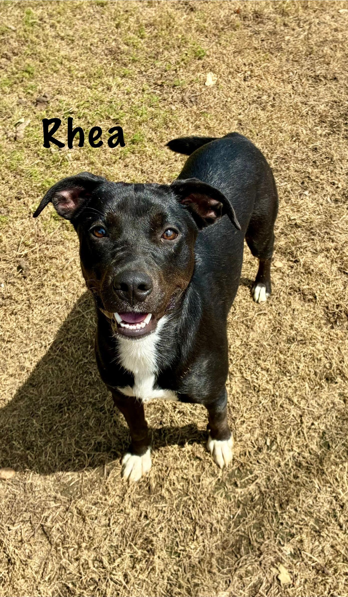 Reah, a Adoptable mixed breed in Senatobia, MS image 1/3