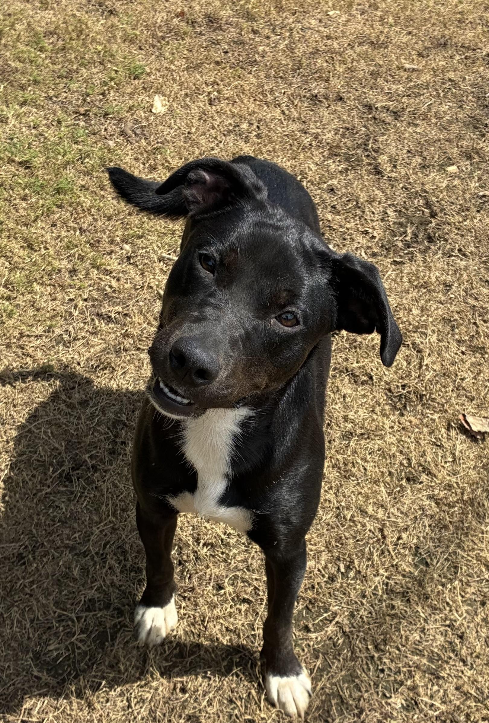 Reah, a Adoptable mixed breed in Senatobia, MS image 3/3