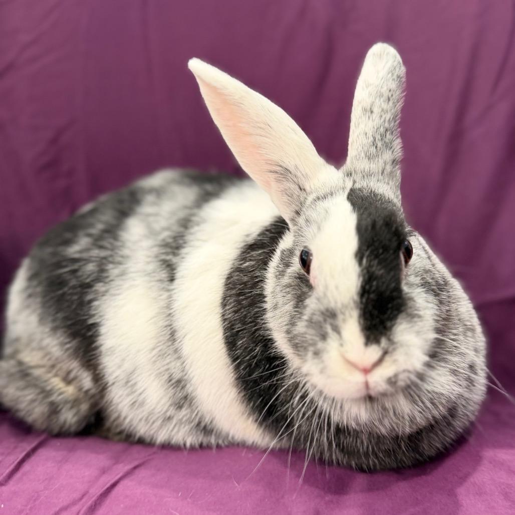 Deborah, Adoptable, Adult Female Harlequin.