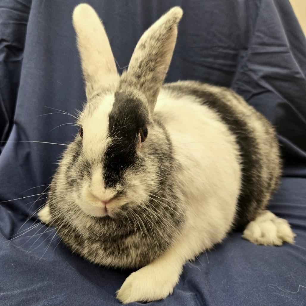 Enlarge Deborah, a Adoptable Harlequin in Champaign, IL image 3/6