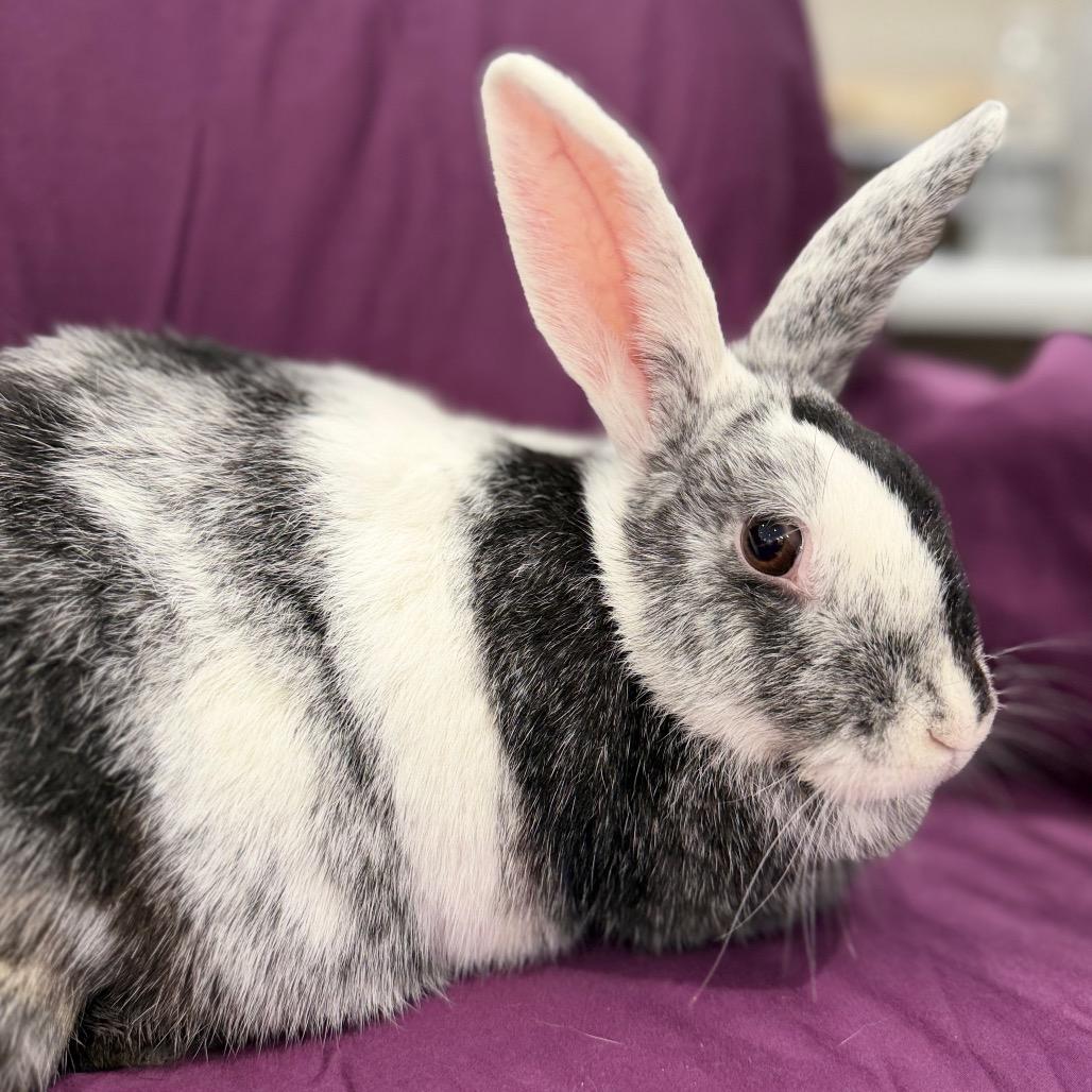 Enlarge Deborah, a Adoptable Harlequin in Champaign, IL image 2/3
