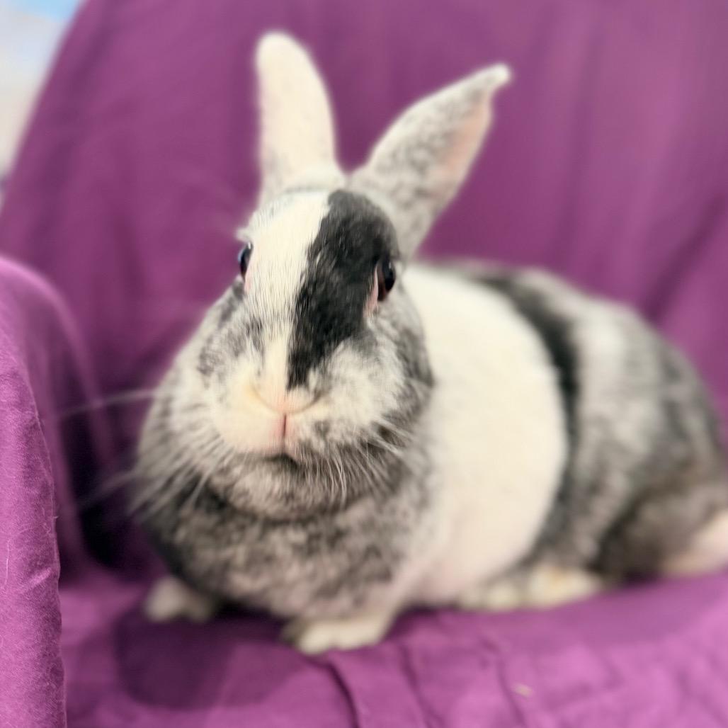 Enlarge Deborah, a Adoptable Harlequin in Champaign, IL image 3/3