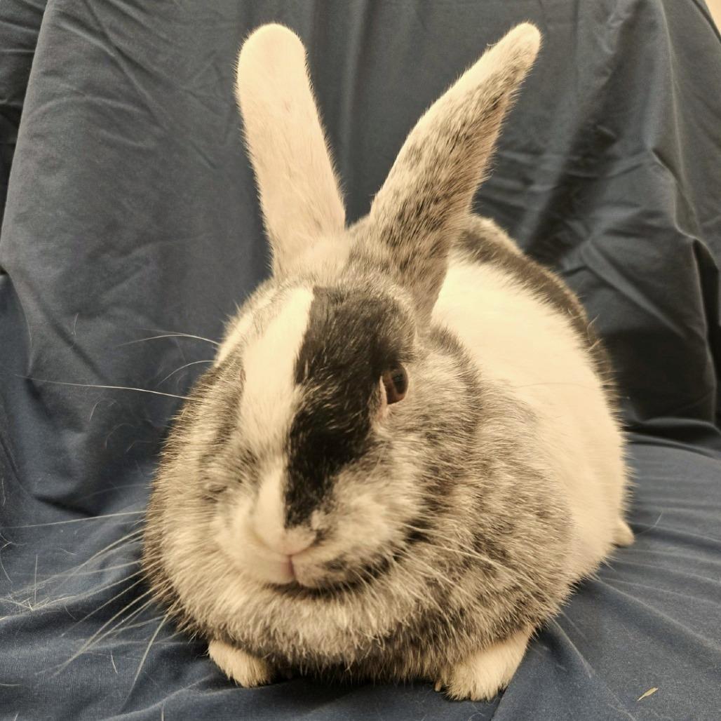 Enlarge Deborah, a Adoptable Harlequin in Champaign, IL image 6/6