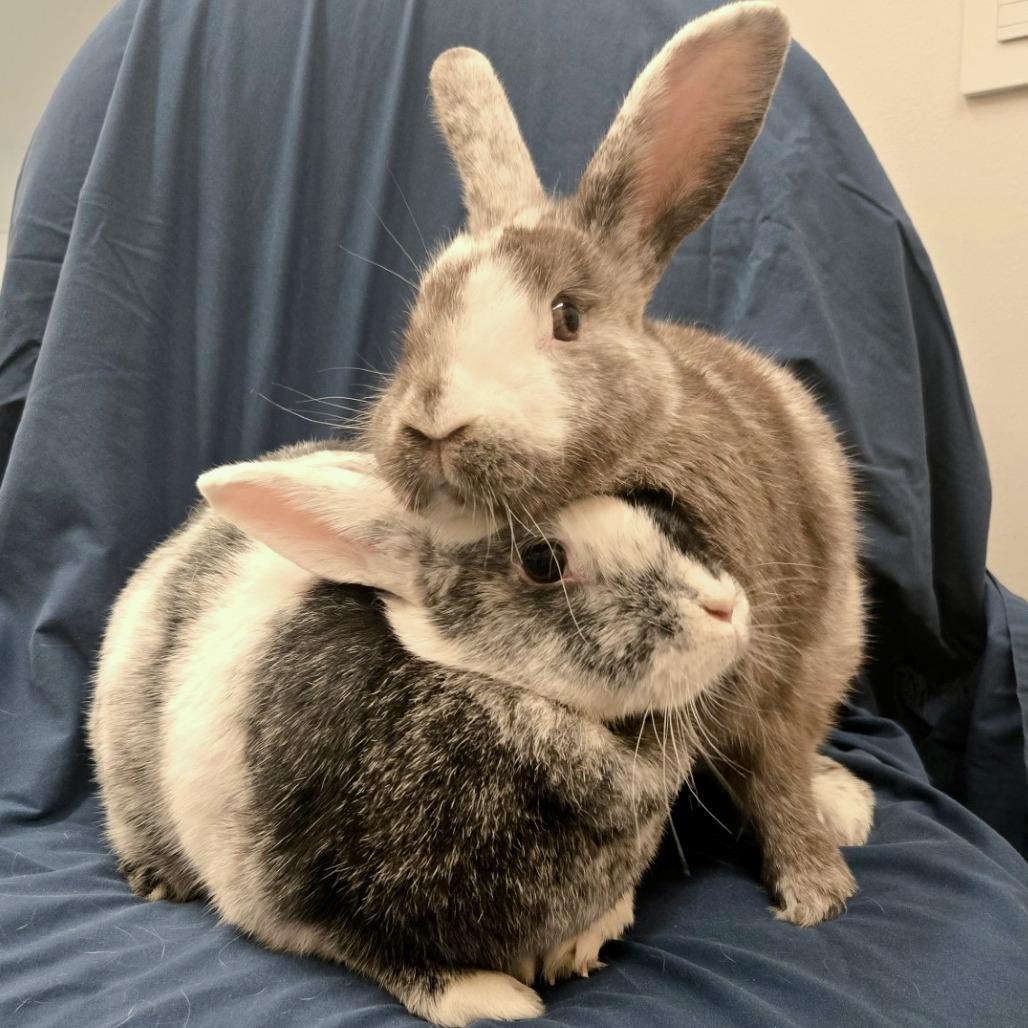 Deborah, a Adoptable Harlequin in Champaign, IL image 5/5