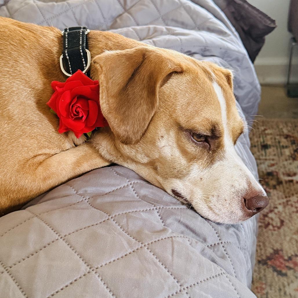 Jeepers, Adoptable, Adult Female Mixed Breed.