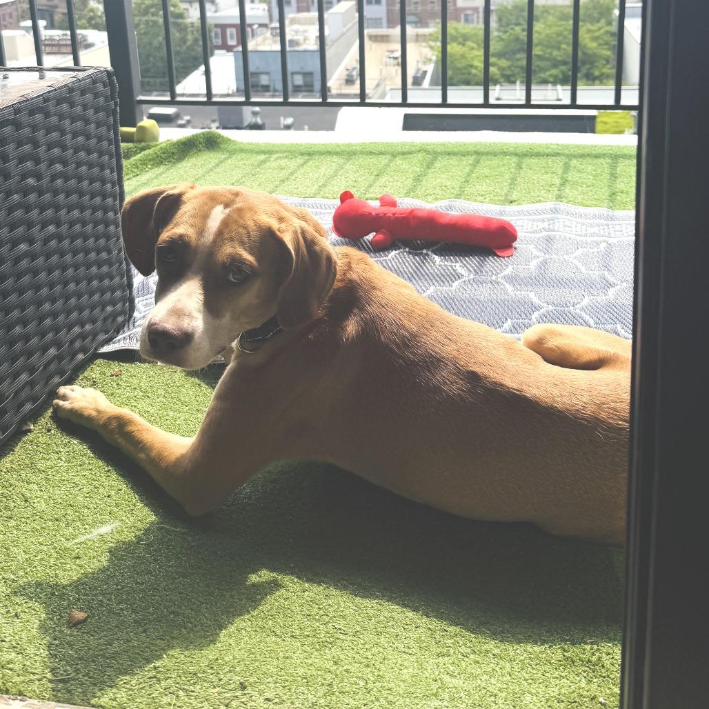 Enlarge Jeepers, a Adoptable Mixed Breed in Staten Island, NY image 2/6