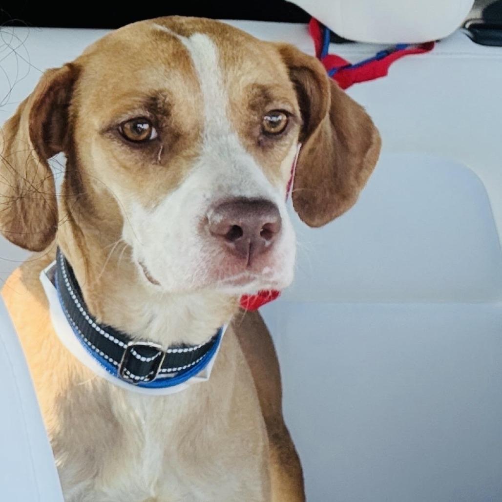 Enlarge Jeepers, a Adoptable Mixed Breed in Staten Island, NY image 4/6