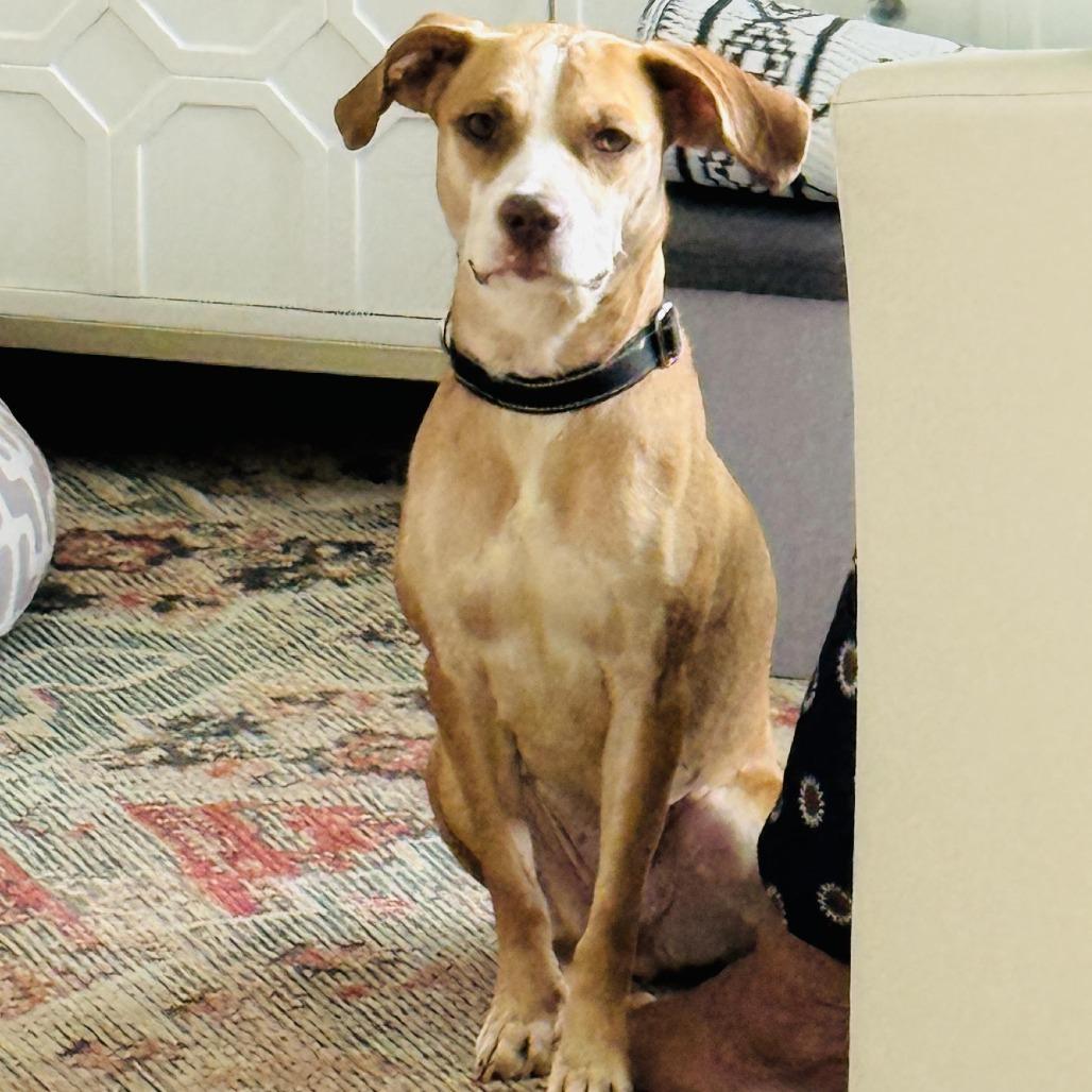 Enlarge Jeepers, a Adoptable Mixed Breed in Staten Island, NY image 5/6