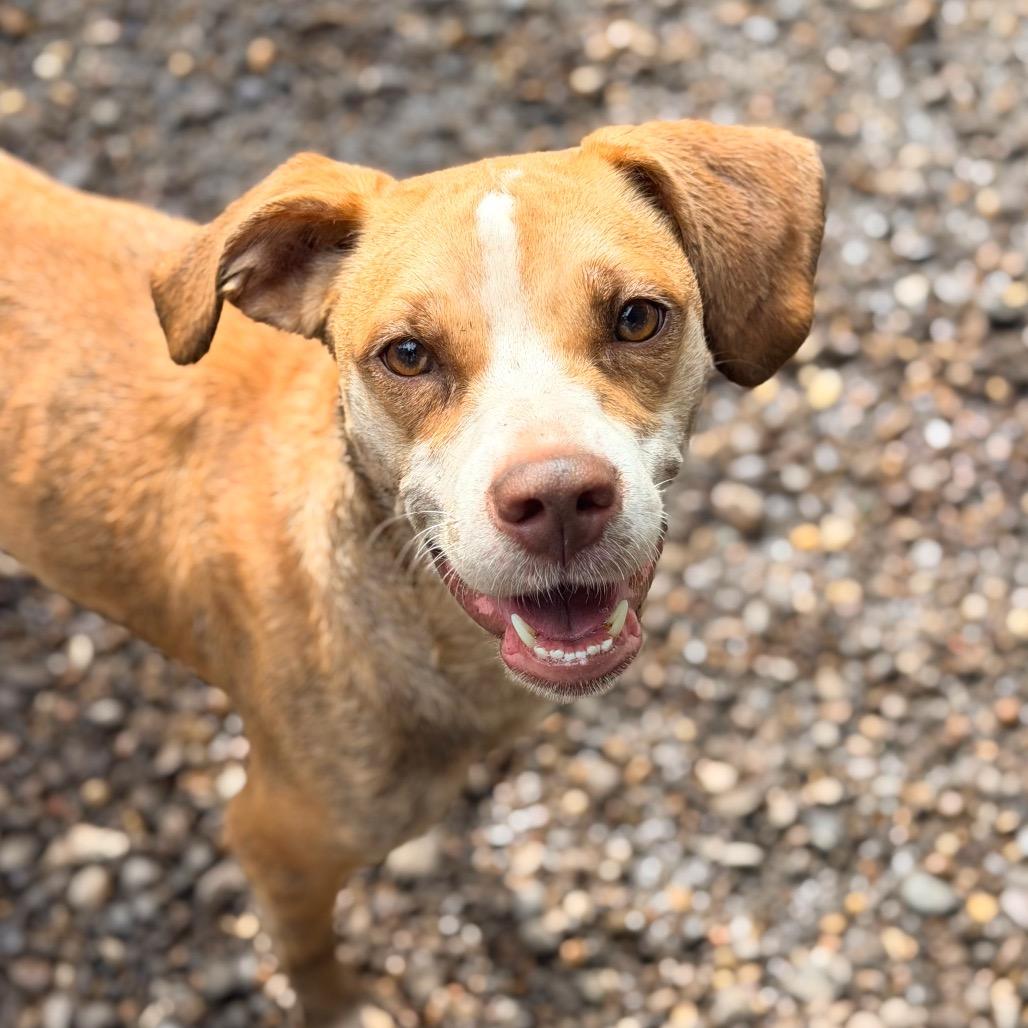 Enlarge Jeepers, a Adoptable Mixed Breed in Staten Island, NY image 6/6