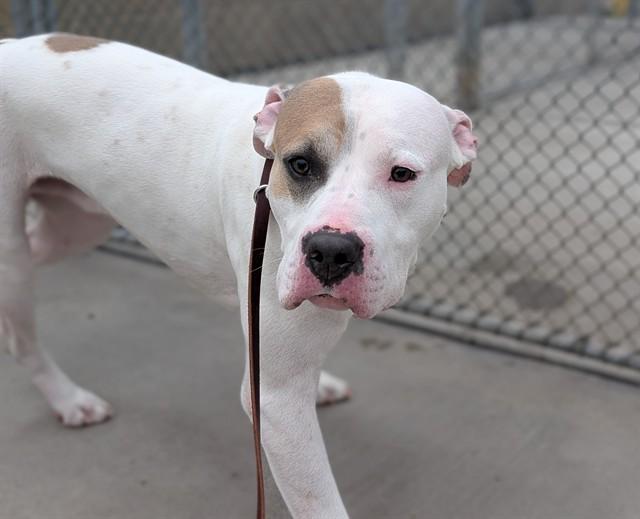 MARINA, Adoptable, Young Male Pit Bull Terrier.
