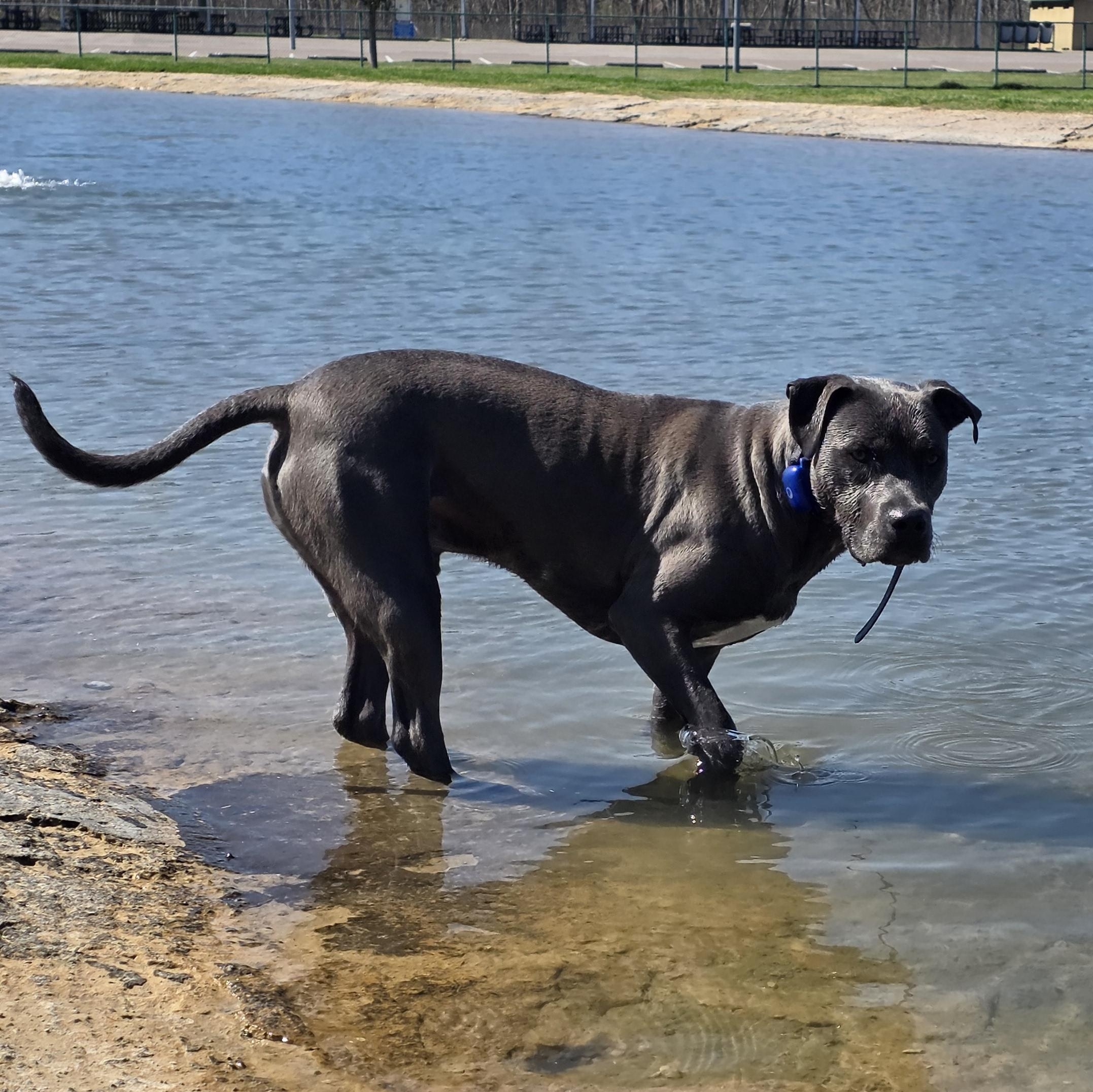 Enlarge Dobby, an adopted mixed breed in Houston, TX image 4/6