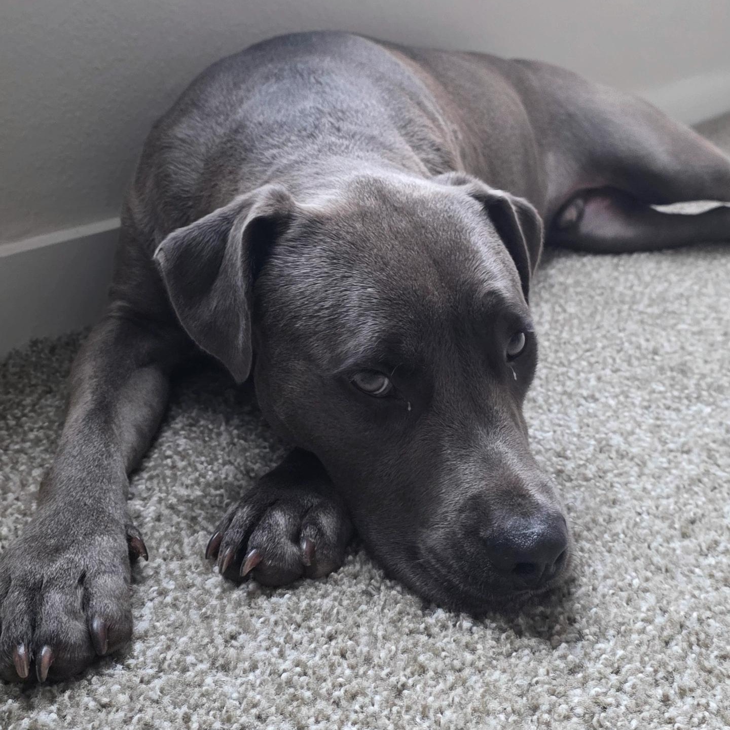 Enlarge Dobby, an adopted mixed breed in Houston, TX image 2/6