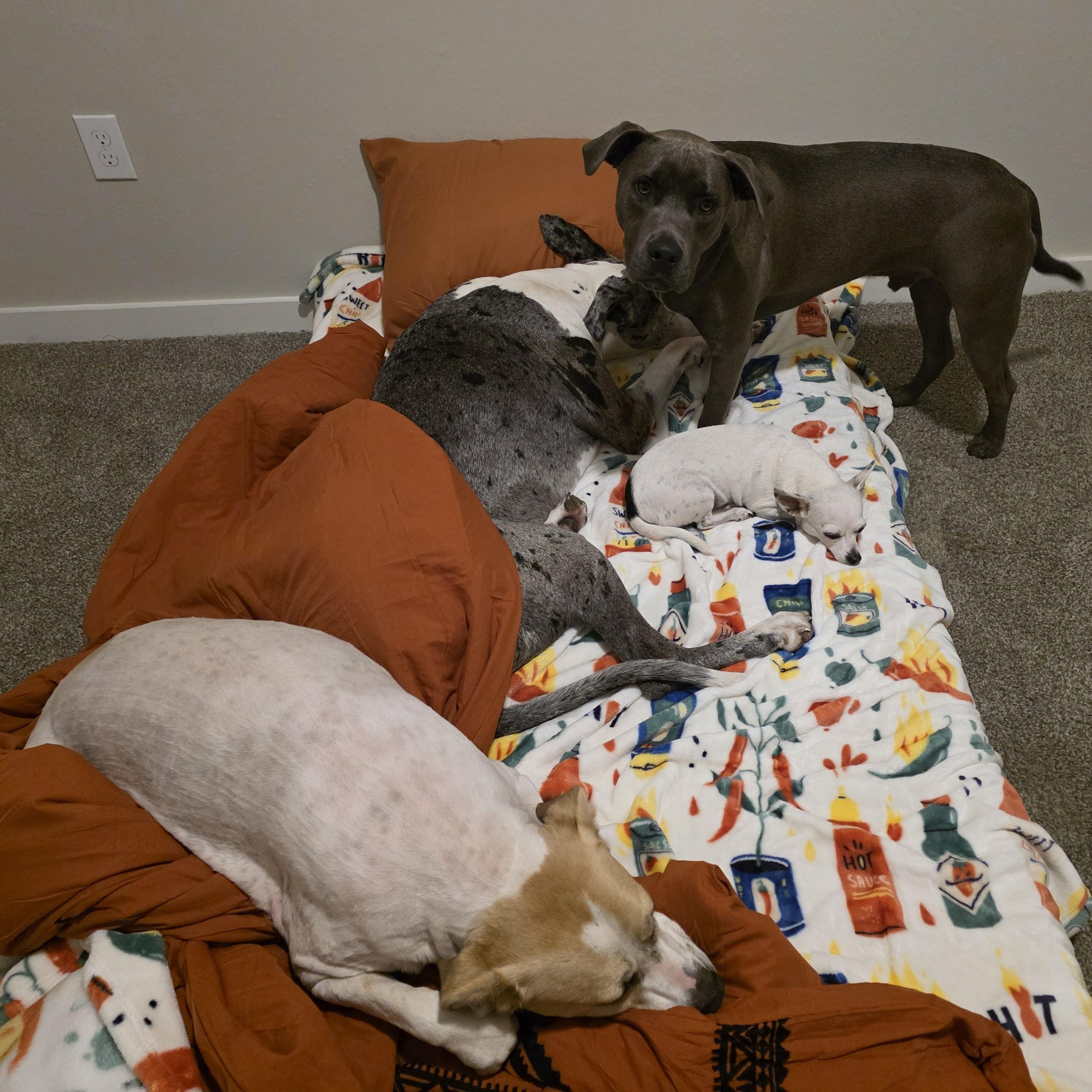 Enlarge Dobby, an adopted mixed breed in Houston, TX image 3/6