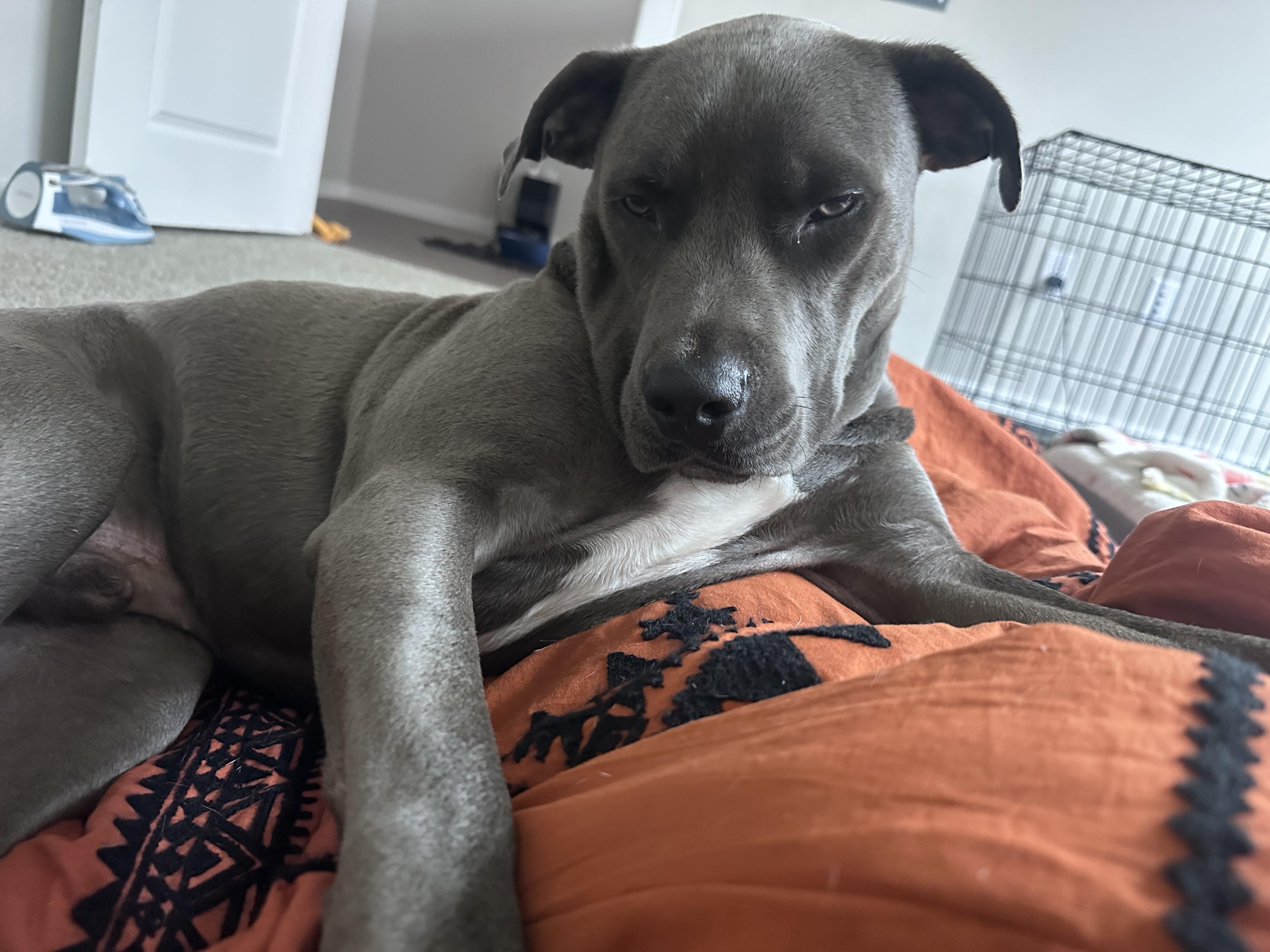 Enlarge Dobby, an adopted mixed breed in Houston, TX image 5/6