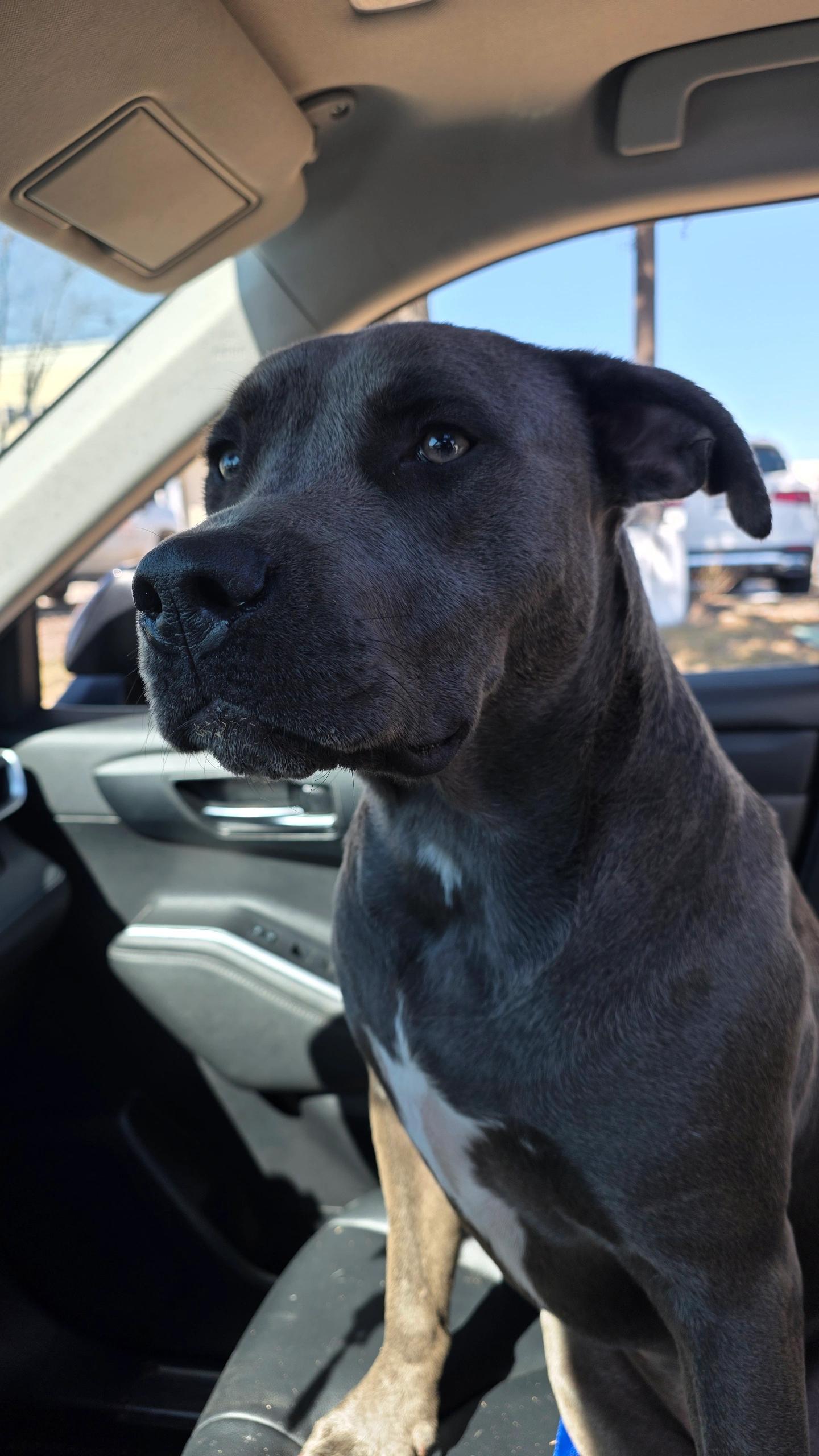 Enlarge Dobby, an adopted mixed breed in Houston, TX image 6/6