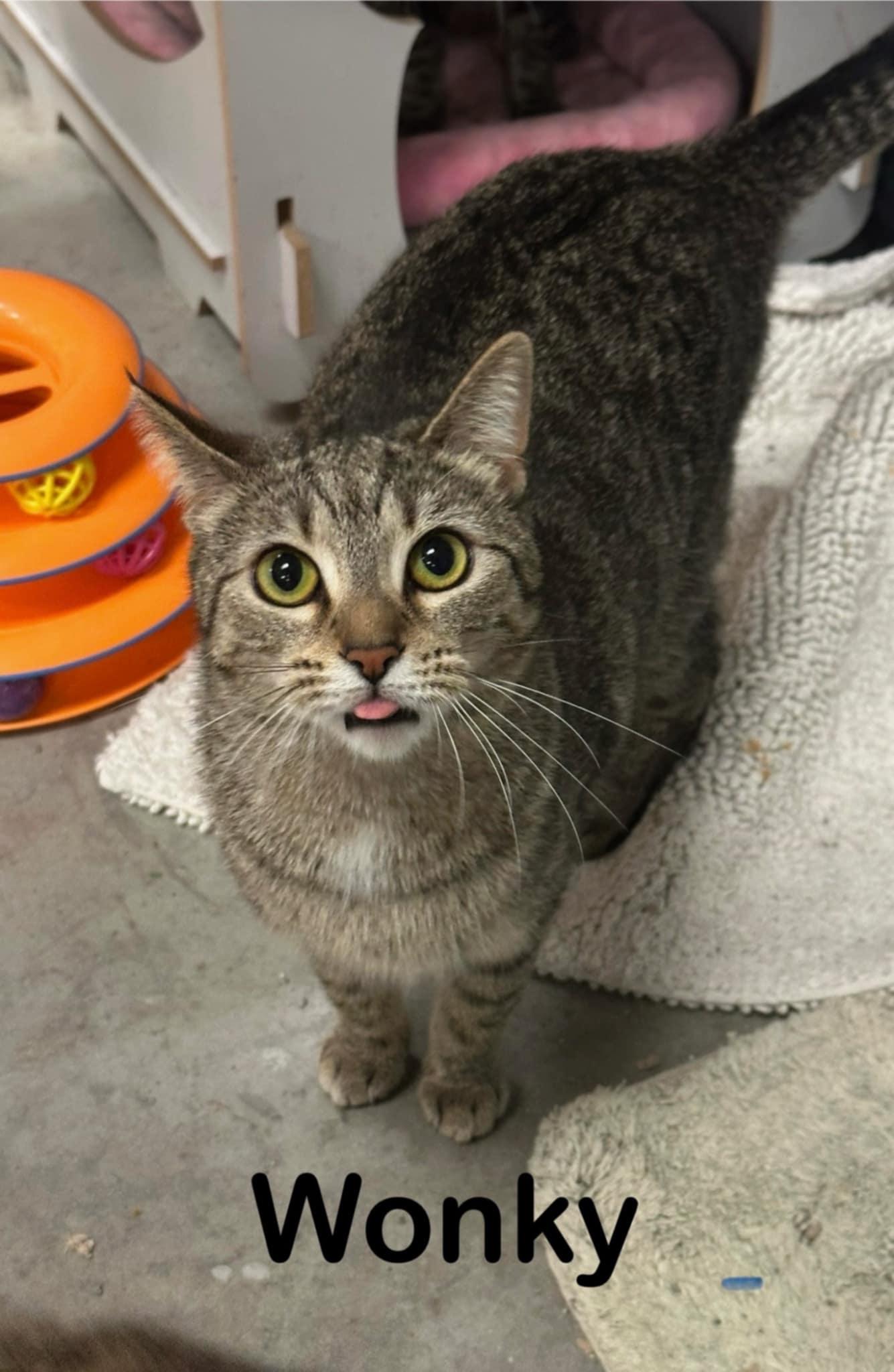 Wonky, Adult Female unknown
