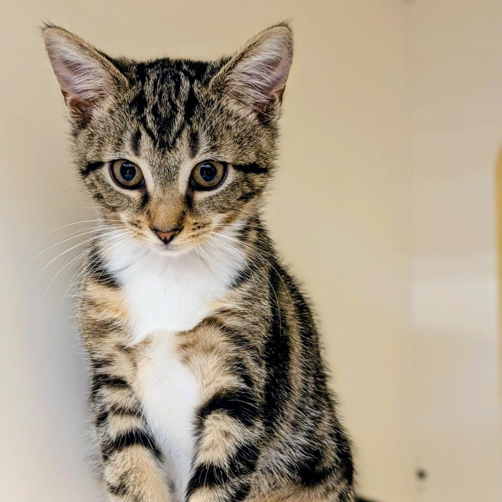 Saturn, a Adoptable Domestic Short Hair in Marietta, GA image 1/2